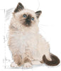 ROYAL CANIN Feline Health Nutrition Kitten 2 KG