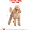Royal Canin Bhn Poodle Adult Wet Food Pouches Box Of 12X85G Breed Health Nutrition Dog Food, White/Gold