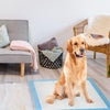 Disposable Absorbent Quick Drying Leak-Proof Pee Pads, Disposable Training Pads For Pets with 5 Highly Absorbent Layers, Puppy Pads For Potty Training For Pets 60X60cm, 40 Pieces