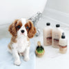 Isle of Dogs - Everyday Elements Silky Coating Conditioner For Dogs - Jasmine + Vanilla - Moisturizing Pet Conditioner With Aloe Leaf Juice For A Softer, Shinier Coat - 16.9 Oz, (711-16Oz)