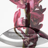 Calvin Klein, Euphoria Eau De Parfum For Women, 100 ml