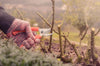 Tramontina Pruners with Metal Blades and Plastic Handles