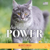 Burt's Bees for Pets Cat Naturally Derived Dander Reducing Wipes - Kitten and Cat Wipes for Grooming, 50 Count - Cruelty Free, Formulated without Sulfates and Parabens, Made in the USA
